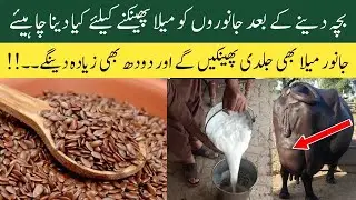 Mela phainkny Ka best desi tarika | Dairy Farming