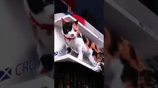 A super realistic giant 3D cat has appeared on a billboard in Shinjuku Tokyo🐱