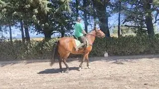 Methven equine center 