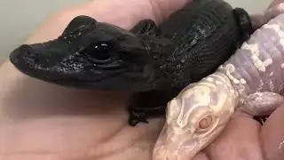 Leviathan?Pseudo Killa Cedric Smoke Session: Satan? That Great Serpent? Are DRAGONS REAL?