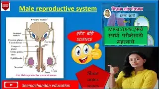 Ch.3 सजीवातील  जीवनप्रक्रिया ,male reproductive system,mpsc science notes ,state board science,