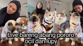 Bikin ngakak....beginilah kelakuan emak pororo waktu live #kucingpororo #inipororo #cicichania