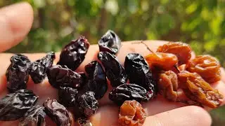 Kişmişin hazırlanması. &Uuml;z&uuml;mdən kişmiş necə hazırlanır. Sarı kişmişin və Qara kişmişin hazırlanması