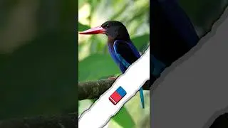 🐦 How to Erase Perched Kingfisher
