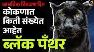 कोकणात कुठल्या जिल्ह्यात आहेत सर्वाधिक 'ब्लॅक पॅंथर'? | black panther kokan | Maha MTB