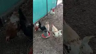 Best summer diet for chickens😍🐓 #youtubeshorts #shorts #shortvideo #trending #viral #diet #summer