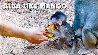 Get Alba Some Mango So She Can Get More Energy To Survive Her Live - Poor Life Alba