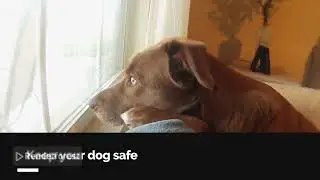 Say Goodbye to Lost Dogs!#usapetcare #usa #usapetlovers #usadogs #americandogs #americancats