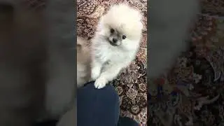 #pomer #pomeranian #puppy #puppy #pomeranian #pomer #pomeranian #puppy #puppy #puppy 🐶🐶🐶🐶🐶😍😍😍