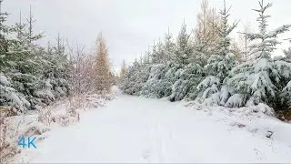 Calming Walk after Snowfall - Walking on Snow Crunching Snow Sound 4k