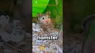 My New Hamster's Name Reveal! #hamster #cute #shorts