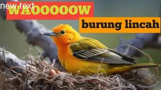 Cara seekor burung membuat sarangnya