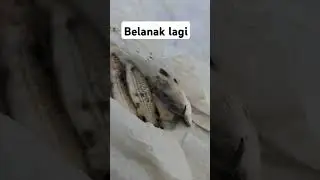 Ikan Belanak#fishing #mancing #tempatmancing #ikan #mancingmania #cacinglaut #fishingvideo