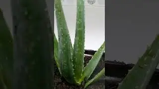Aloe Barbadensis muller plantada no vasinho restaurado/pintado com betume.