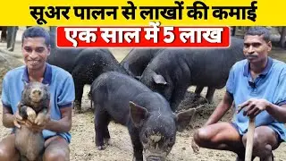 सूअर पालन से लाखों की कमाई 