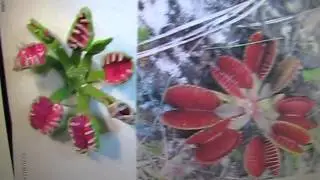 GEORGEOUS ... [Evelyn-Charlene-Harrell] ... FLYTRAP!!!