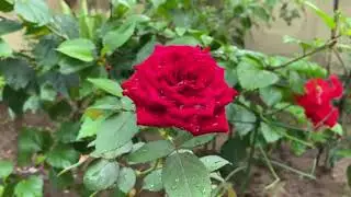 Serenity in Rain A Red Rose&rsquo;s Dance in the Rain|Relax Sleep Sound| Relaxing Sound
