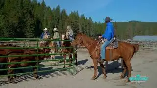 Team Penning-Learn How To Drive Cattle