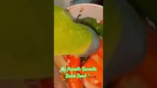 #plumheadedparakeet #parrots #birdfeeding #petbirds #funnybirds #parroteating #exoticpets #newshort