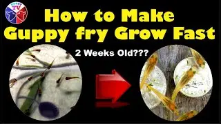 Guppy Fish Fry | How to Grow Guppy Fish Fry Faster
