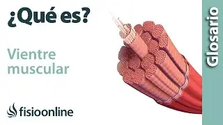 VIENTRE MUSCULAR | Qu&eacute; es, d&oacute;nde se encuentra, funci&oacute;n y enfermedades
