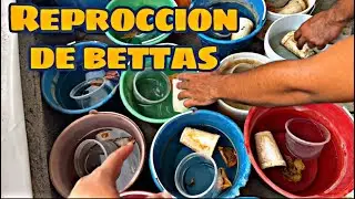 REPRODUCCIÓN DE PECES BETTA SECRETO REVELADO #Zacabettas #bettafish