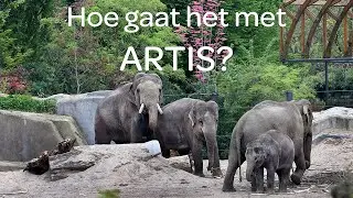 Dierverzorger Sil bij de olifantenpedicure - Hoe gaat het met ARTIS #19