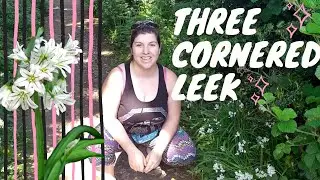 Foraging in Spring - Three Cornered Leek - A wild breakfast, lunch and dinner