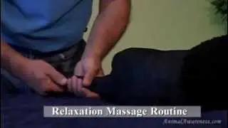 Dog Massage - Relaxation Massage Routine