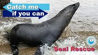 Catch me if you can - Seal Rescue Edition