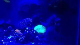 Reef Under acan 600 led light magical shimmering no color filter
