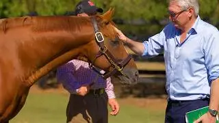 Extreme probability - 2026 Inglis Easter Sale