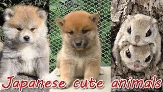 Japanese cute animals Top5
