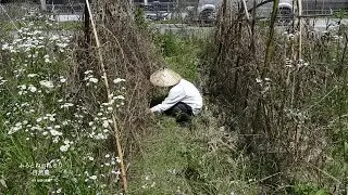 「きゅうり」の生育と直播き《第五弾》発見！スモモの木〜25年6月21日