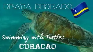 Playa Piskado. Swimming with turtles. Cura&ccedil;ao