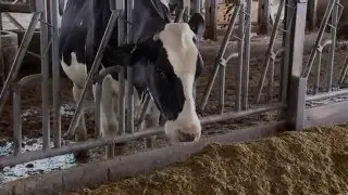 Evaluating and Conditioning Cattle for Market