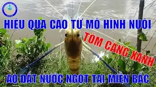 Tôm Càng Xanh - Lợi Nhuận Cao Từ Mô Hình Nuôi Tôm Càng Xanh Ao Đất Tại Miền Bắc