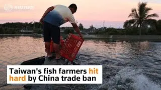 Taiwanese fish farmers hit hard by China trade ban