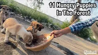 feeding eleven hungry puppies | they are waiting little mama to give milk
