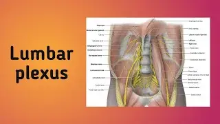 Lumbar plexus || #lowerlimbanatomy #branches #distribution #relations