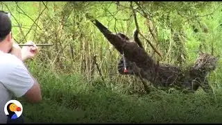 Bobcat Tangled In Fence INCREDIBLE Rescue | The Dodo