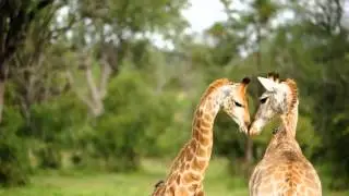 Singita Grumeti Private Wildreservat Tansania Safari