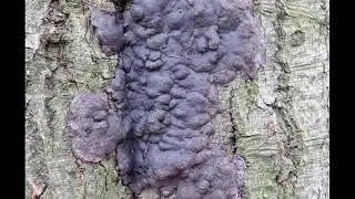 Kretzschmaria deusta