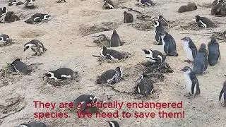 Must Do in South Africa ~ Visiting the Endangered African Penguins