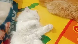 Cat live sleeping on bed