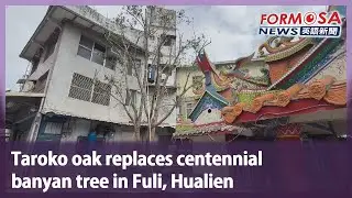 Taroko oak replaces centennial banyan tree in Fuli, Hualien｜Taiwan News