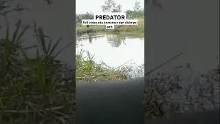 PREDATOR #fishing #pemulamancing #mancing