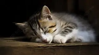 sleep cat meowing//Cat meowing//cat sound cats Kitten sound