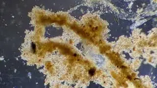 Midge fly larvae making a home from detritus 