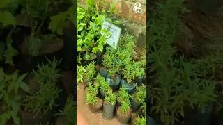 New plants arrived today at Plants Decor 😍❤️ | #plantsdecorsvg #sivagangai #newarrivals #rose